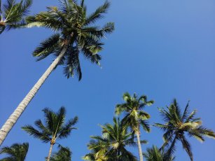 Anusara Yoga Mexico Retreat